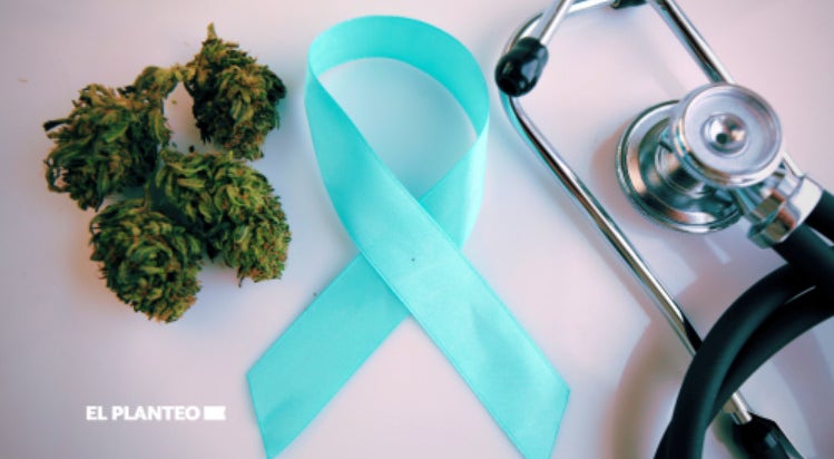 Cannabis Significantly Improves Symptoms For Most Cancer Survivors   Cancercannabisep 